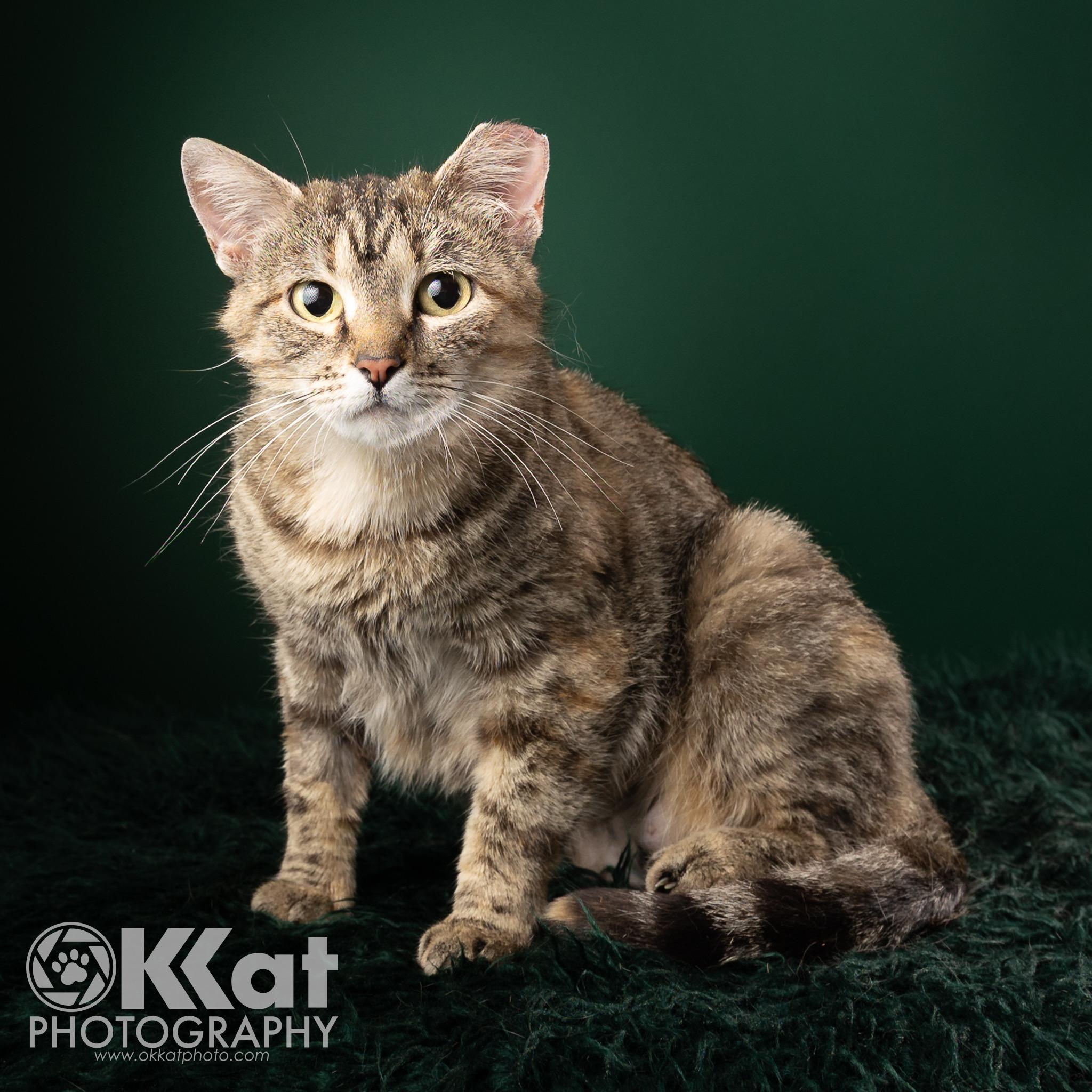 Inertia, a Adopted mixed breed in Norman, OK image 2/6