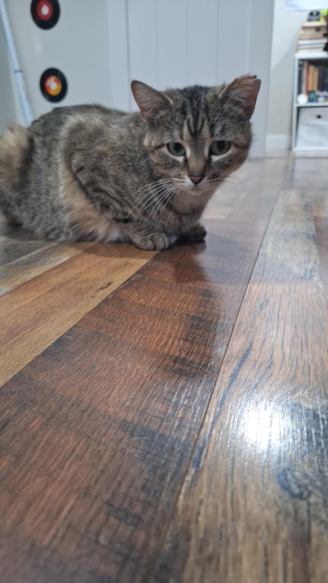 Inertia, a Adopted mixed breed in Norman, OK image 5/6