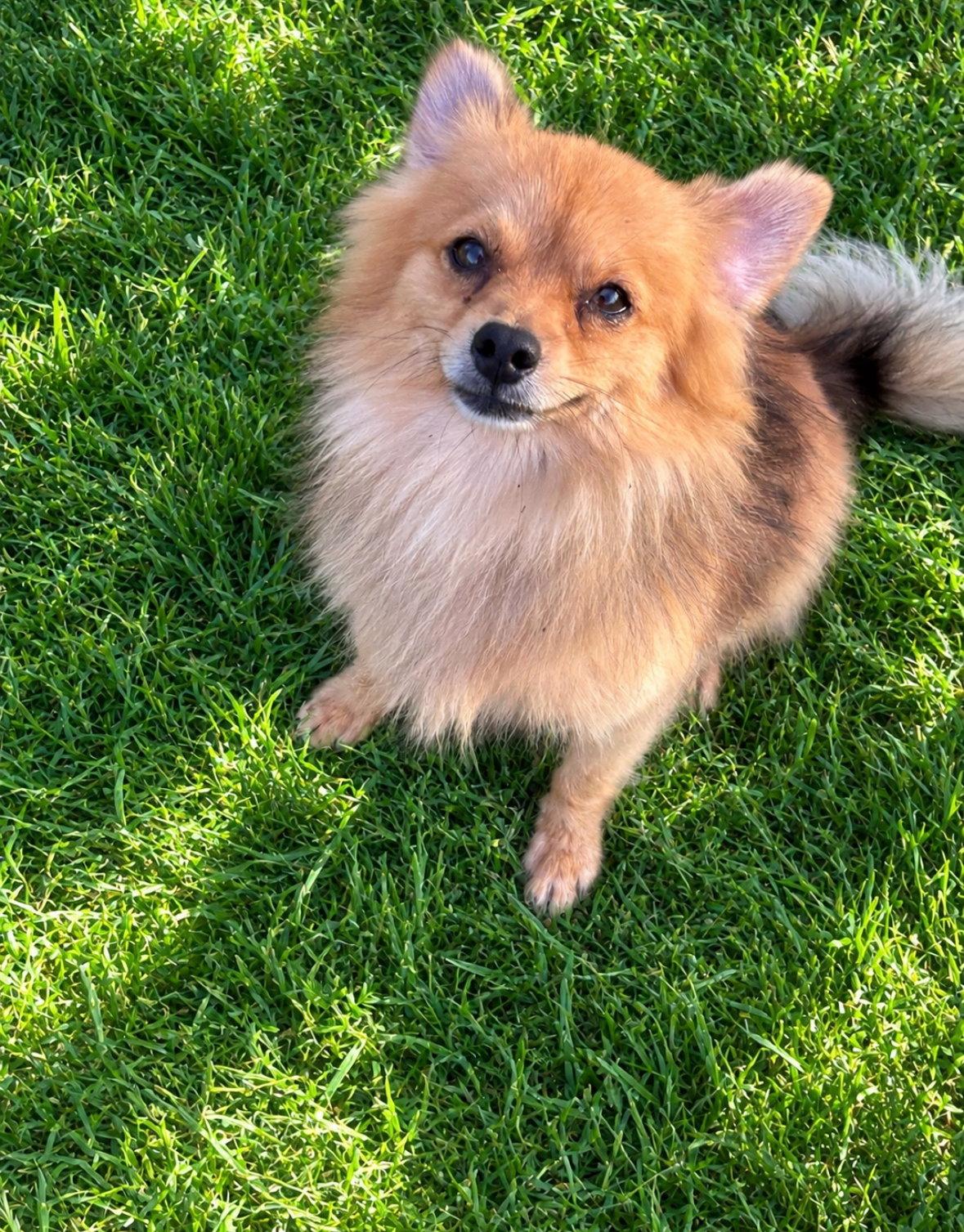 Enlarge Bentley - ADOPTION IN PROCESS, a Adoptable Pomeranian in Grafton, WI image 2/3