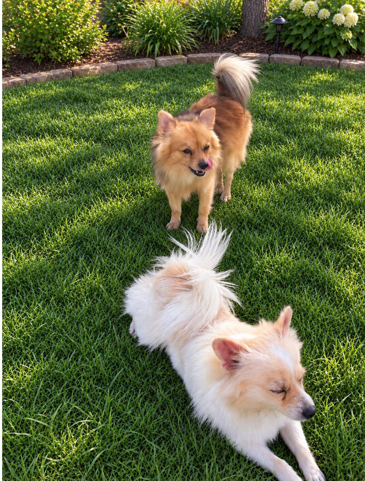 Enlarge Bentley - ADOPTION IN PROCESS, a Adoptable Pomeranian in Grafton, WI image 3/3