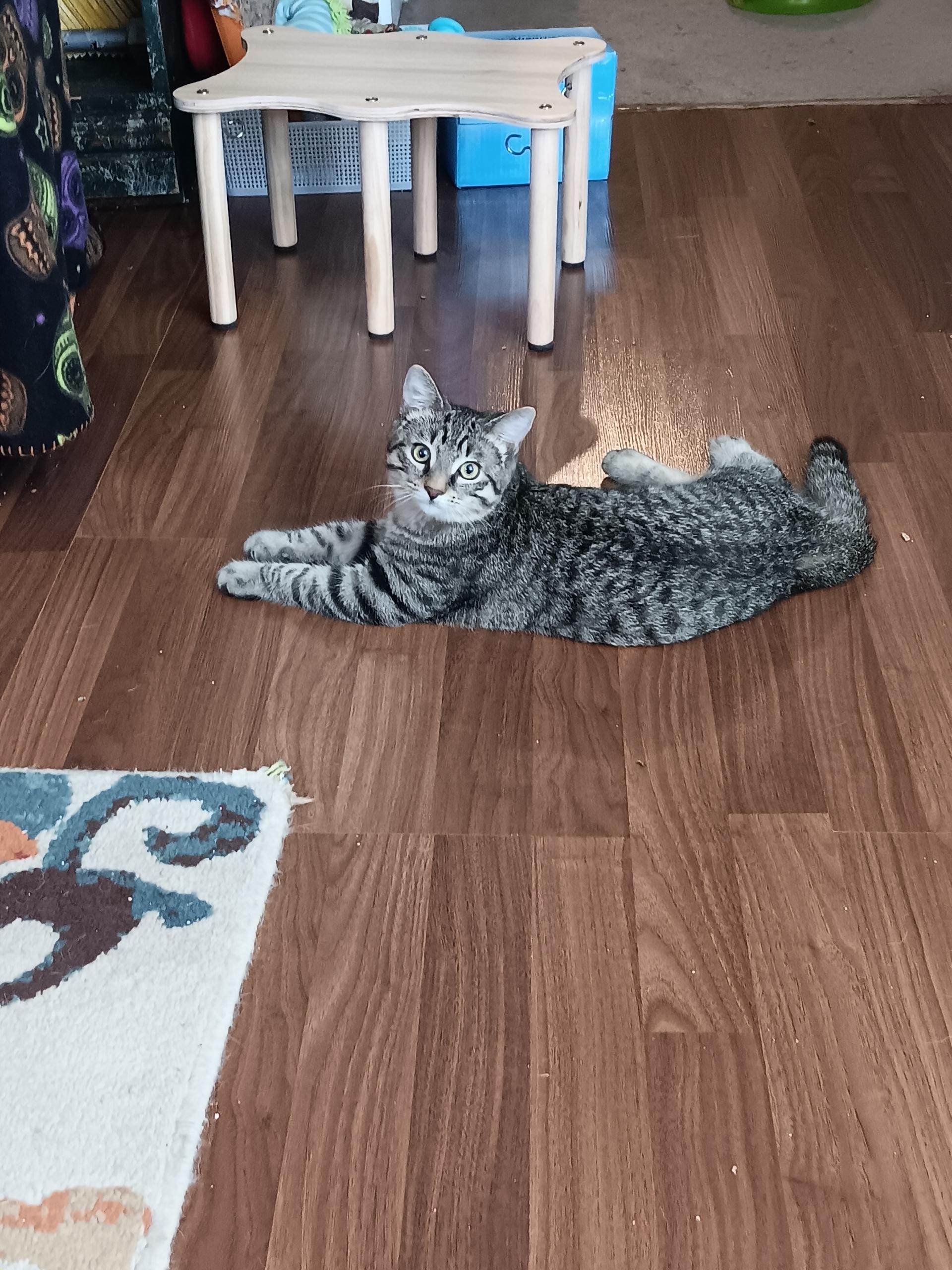 Enlarge Ciabatta, a Adoptable Domestic Short Hair in Irmo, SC image 3/6