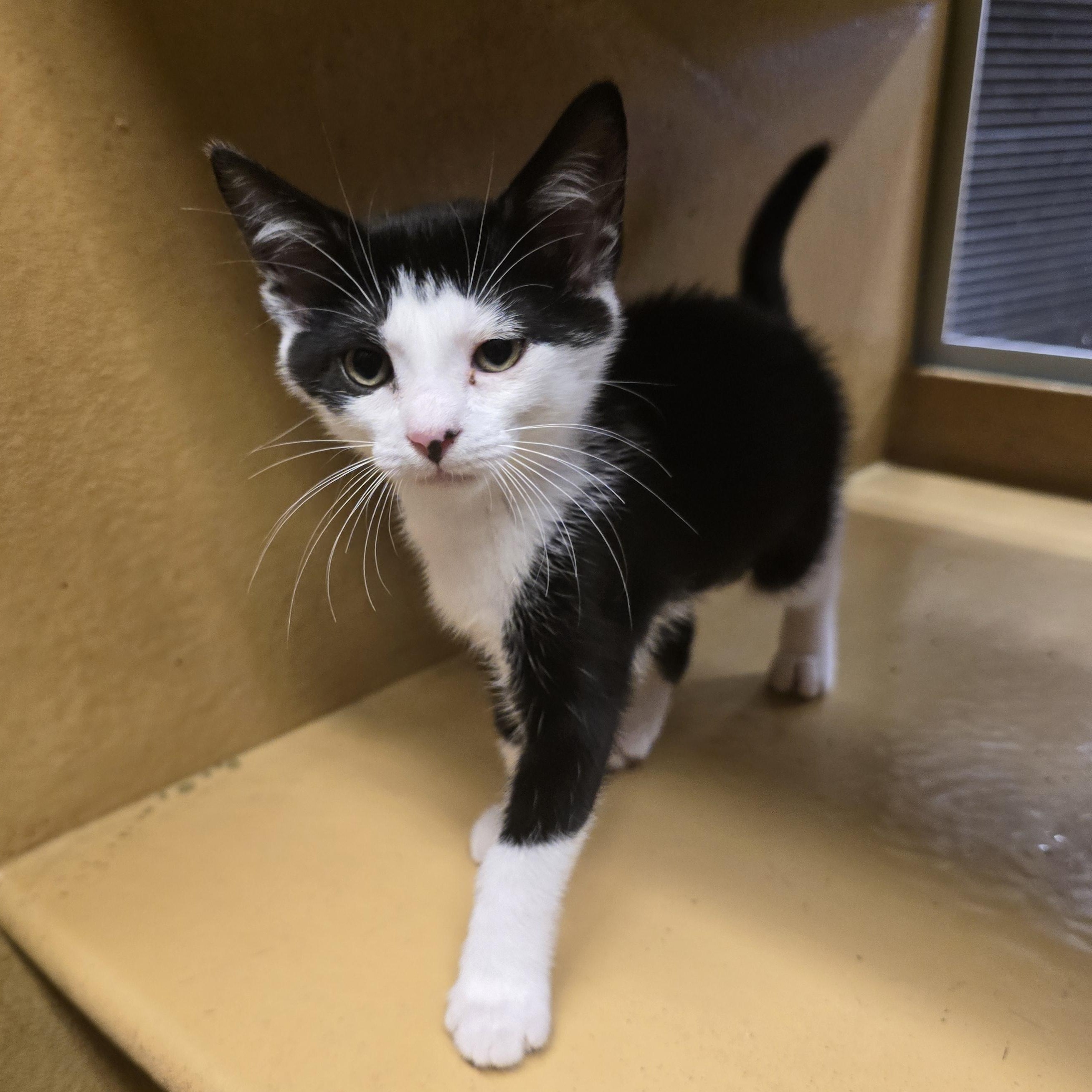 Kelly, Adoptable, Kitten Female Domestic Short Hair.