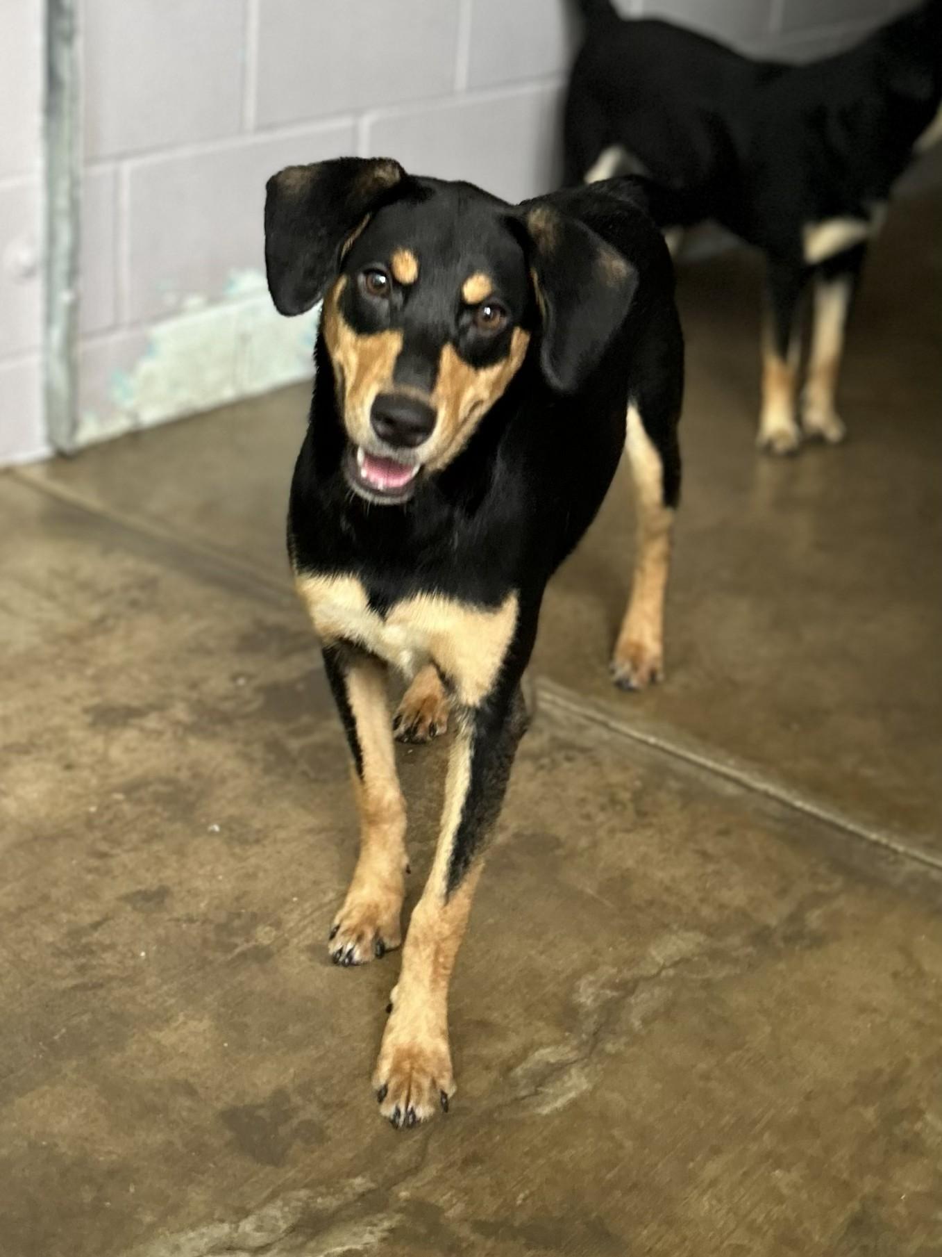 Meadow, ADOPTABLE, Young Female Australian Kelpie.