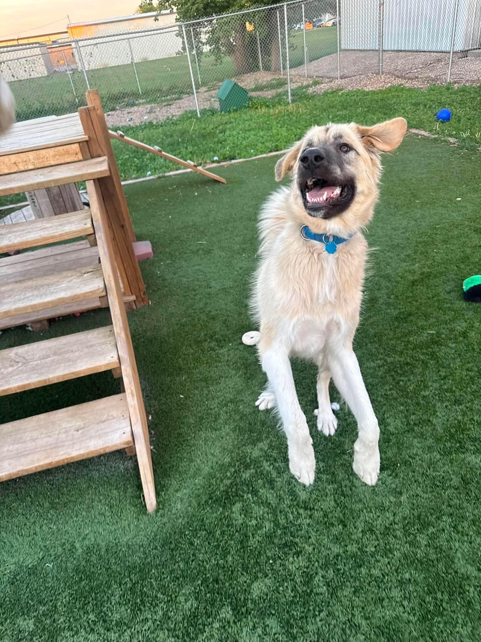 Enlarge Thor, an adopted mixed breed in Spencer, IA image 2/4