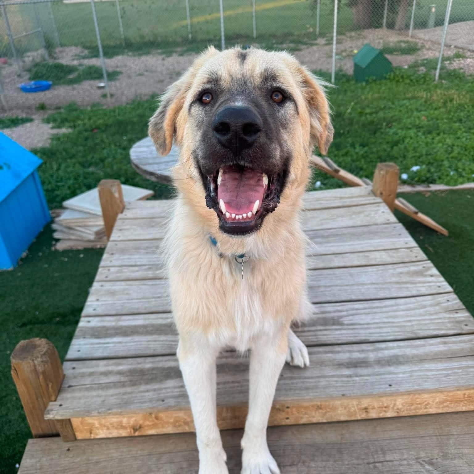 Enlarge Thor, an adopted mixed breed in Spencer, IA image 1/4