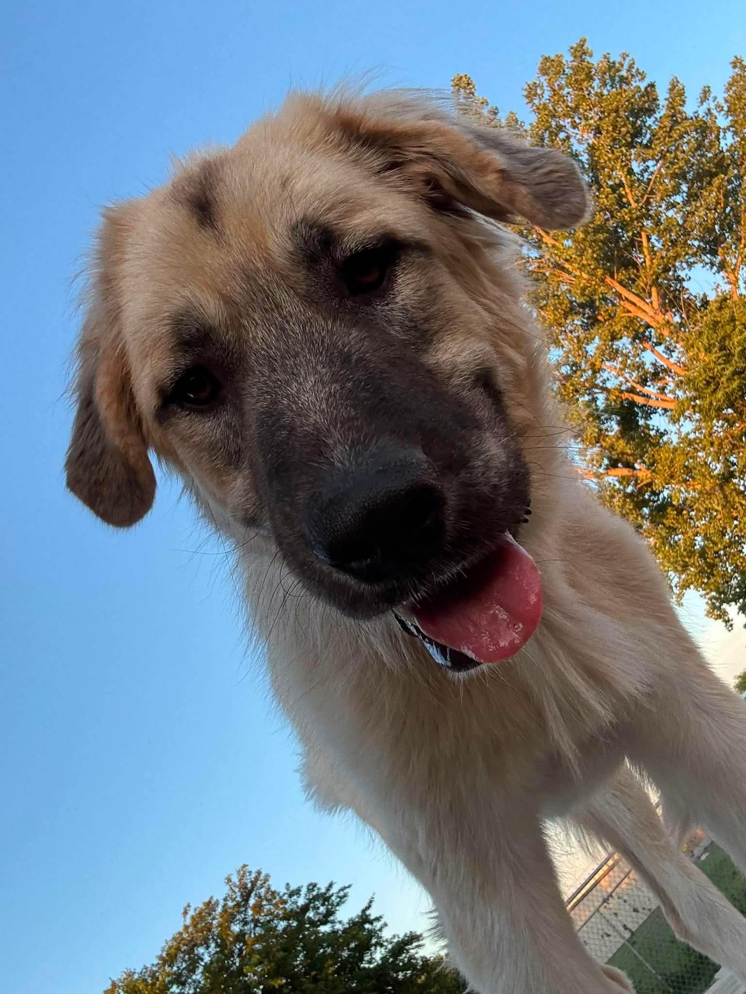 Enlarge Thor, an adopted mixed breed in Spencer, IA image 4/4