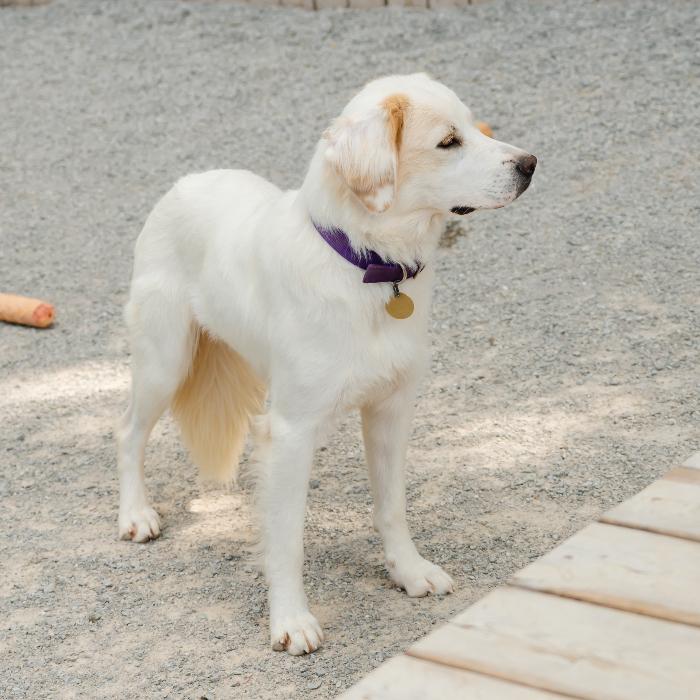 Ella Brooke #7169, Adoptable, Young Female Golden Retriever.