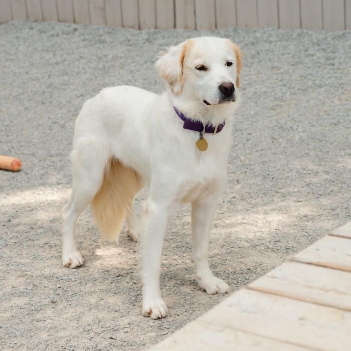 Enlarge Ella Brooke #7169, a Adoptable mixed breed in Louisville, KY image 2/6
