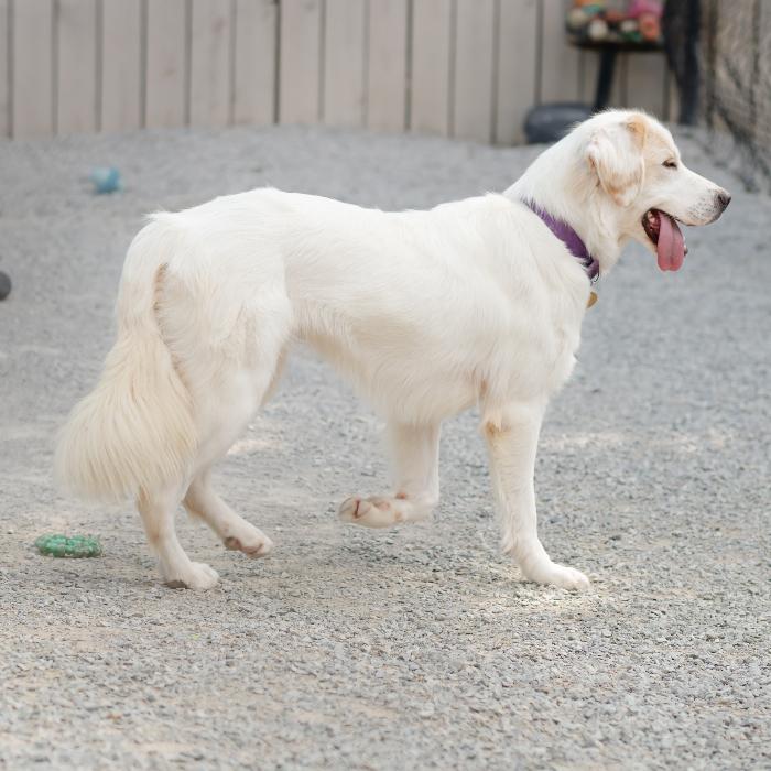 Enlarge Ella Brooke #7169, a Adoptable mixed breed in Louisville, KY image 3/6