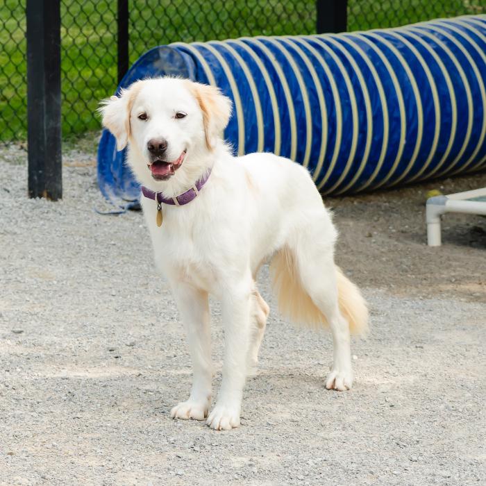 Enlarge Ella Brooke #7169, a Adoptable mixed breed in Louisville, KY image 4/6