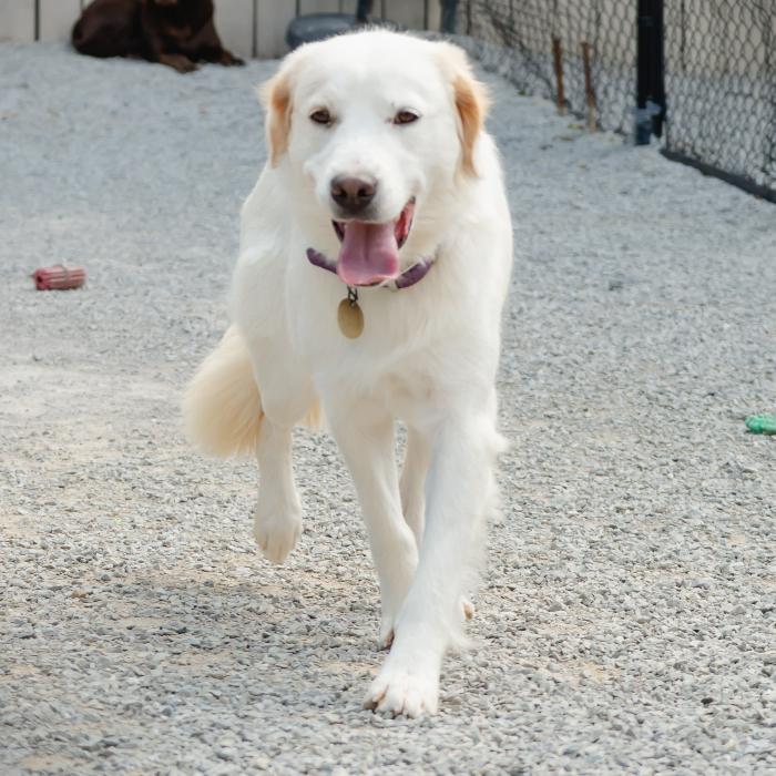 Enlarge Ella Brooke #7169, a Adoptable mixed breed in Louisville, KY image 5/6