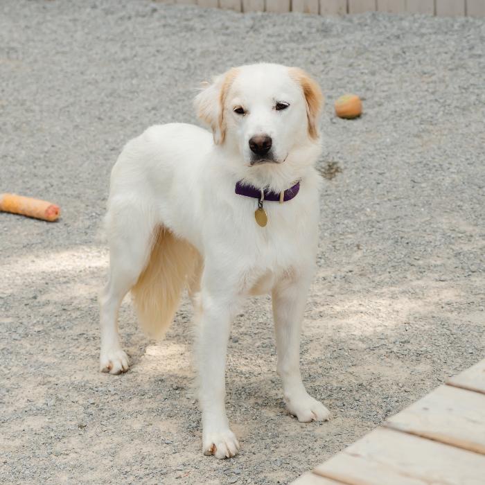 Enlarge Ella Brooke #7169, a Adoptable mixed breed in Louisville, KY image 6/6