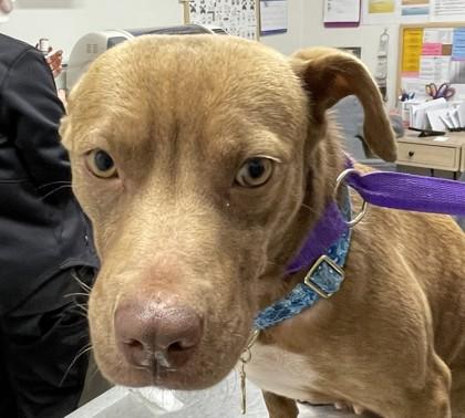 Enlarge Fern, a Adoptable Mixed Breed in Covington, LA image 1/3