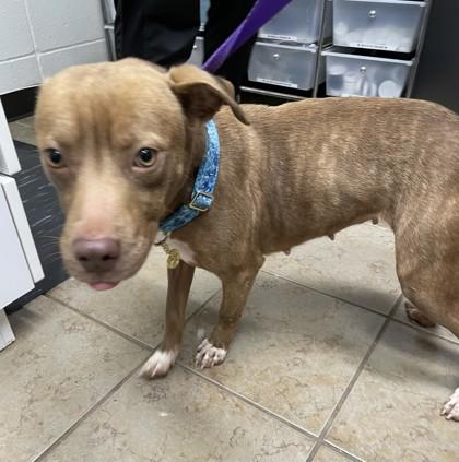 Enlarge Fern, a Adoptable Mixed Breed in Covington, LA image 2/3