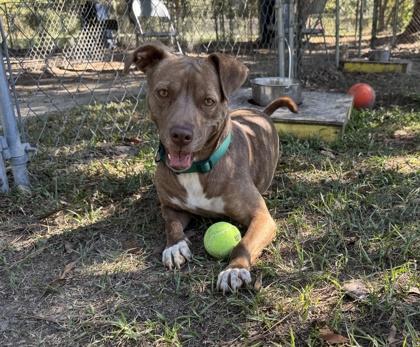 Enlarge Fern, a Adoptable Mixed Breed in Covington, LA image 3/3
