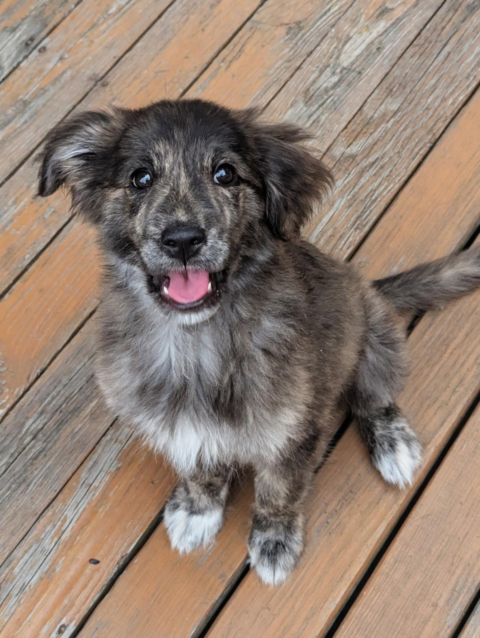 Molly, Adopted, Puppy Female Shepherd & Dutch Shepherd.