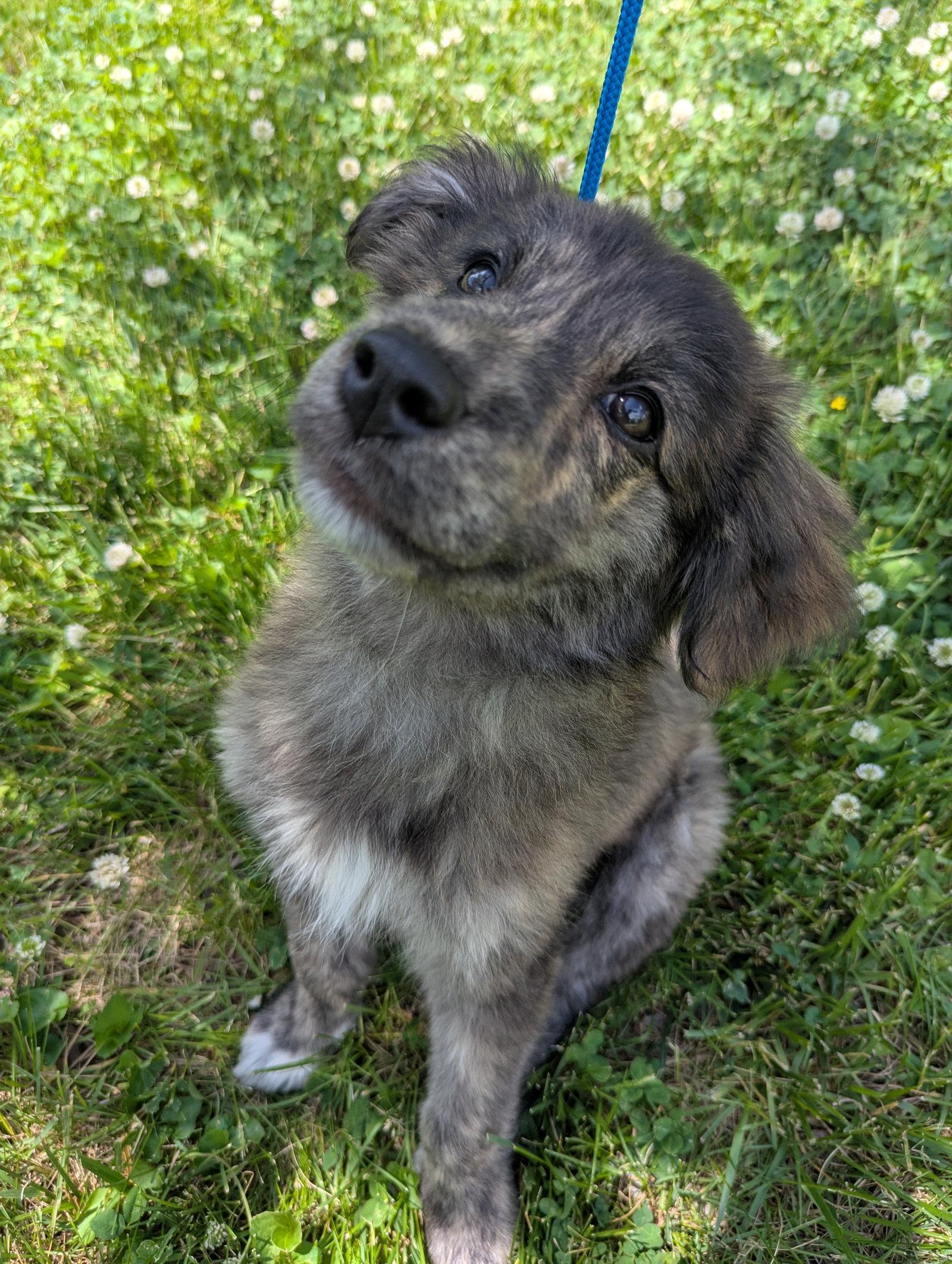 Molly, a Adopted mixed breed in Alexandria, KY image 2/3