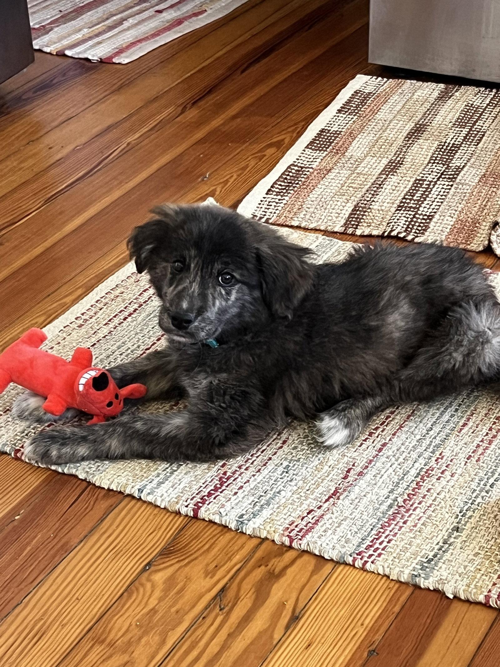 Molly, a Adopted mixed breed in Alexandria, KY image 3/3