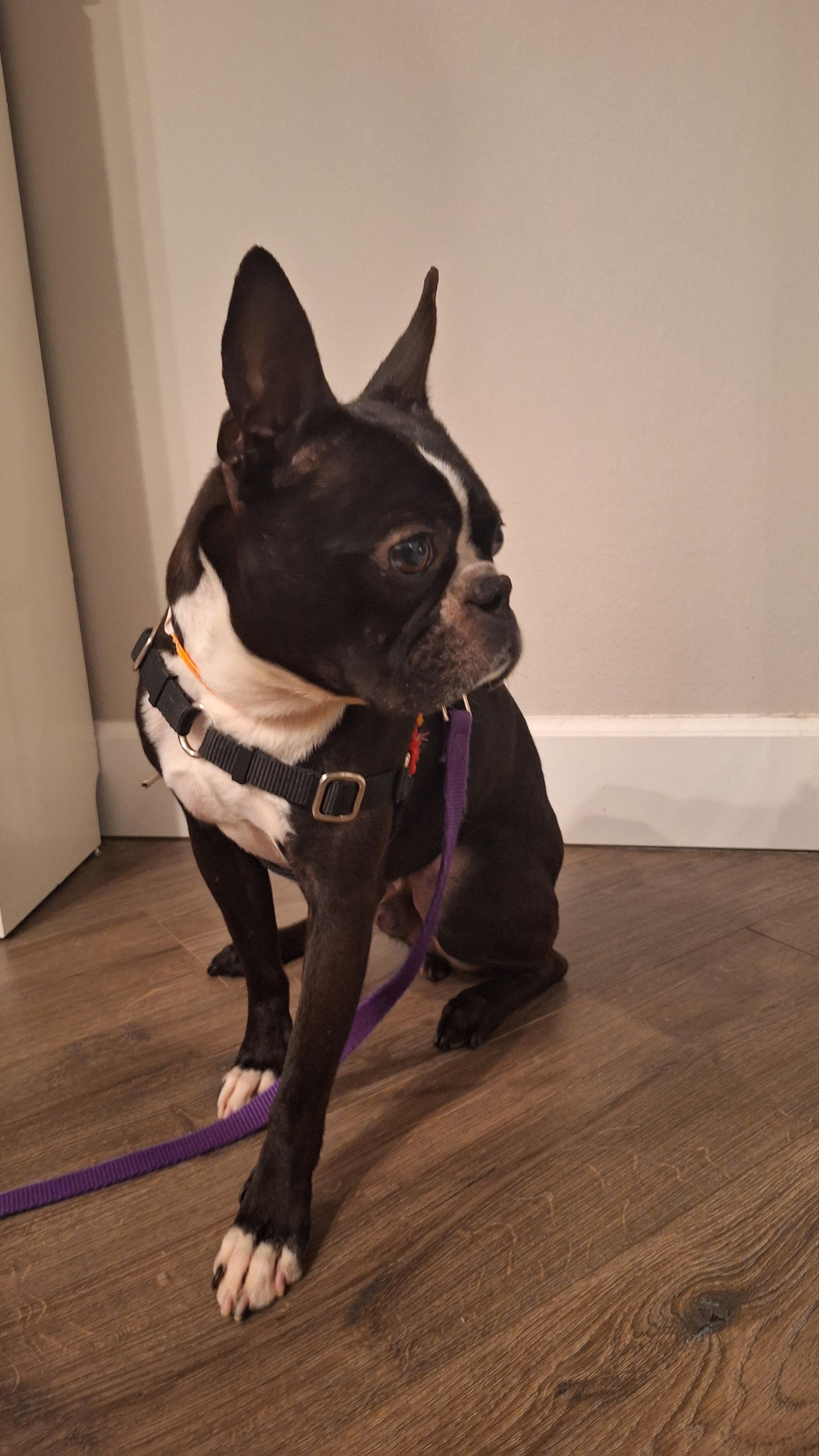 Enlarge Buddy, an adopted Boston Terrier in Pasco, WA image 2/3