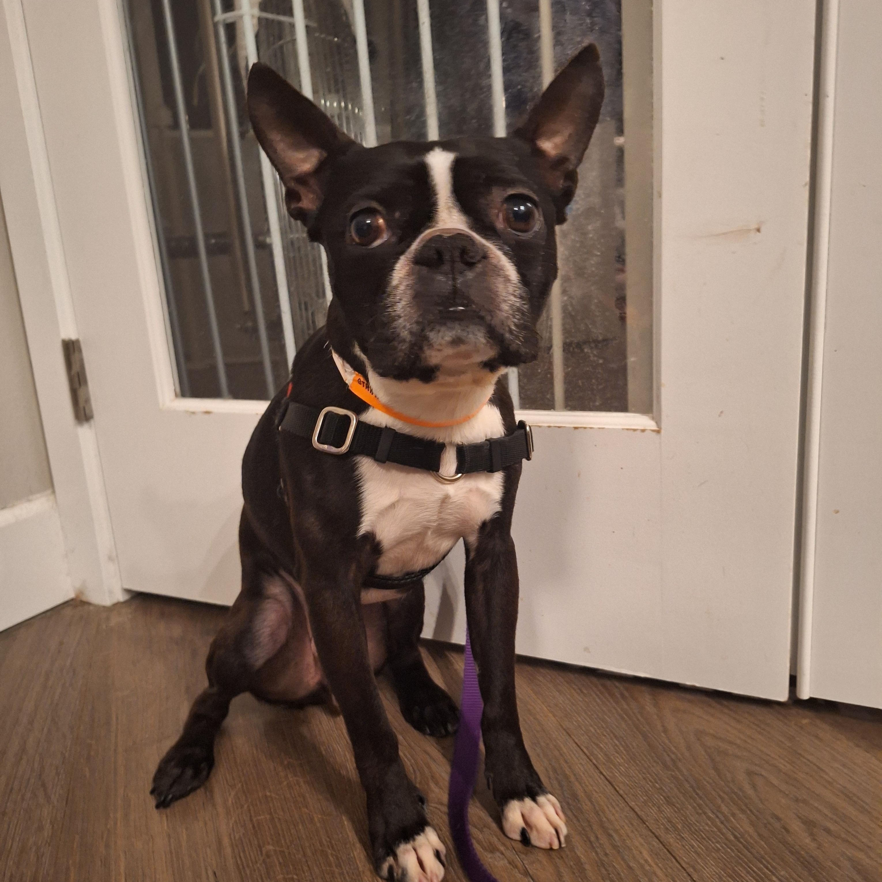 Enlarge Buddy, an adopted Boston Terrier in Pasco, WA image 3/3