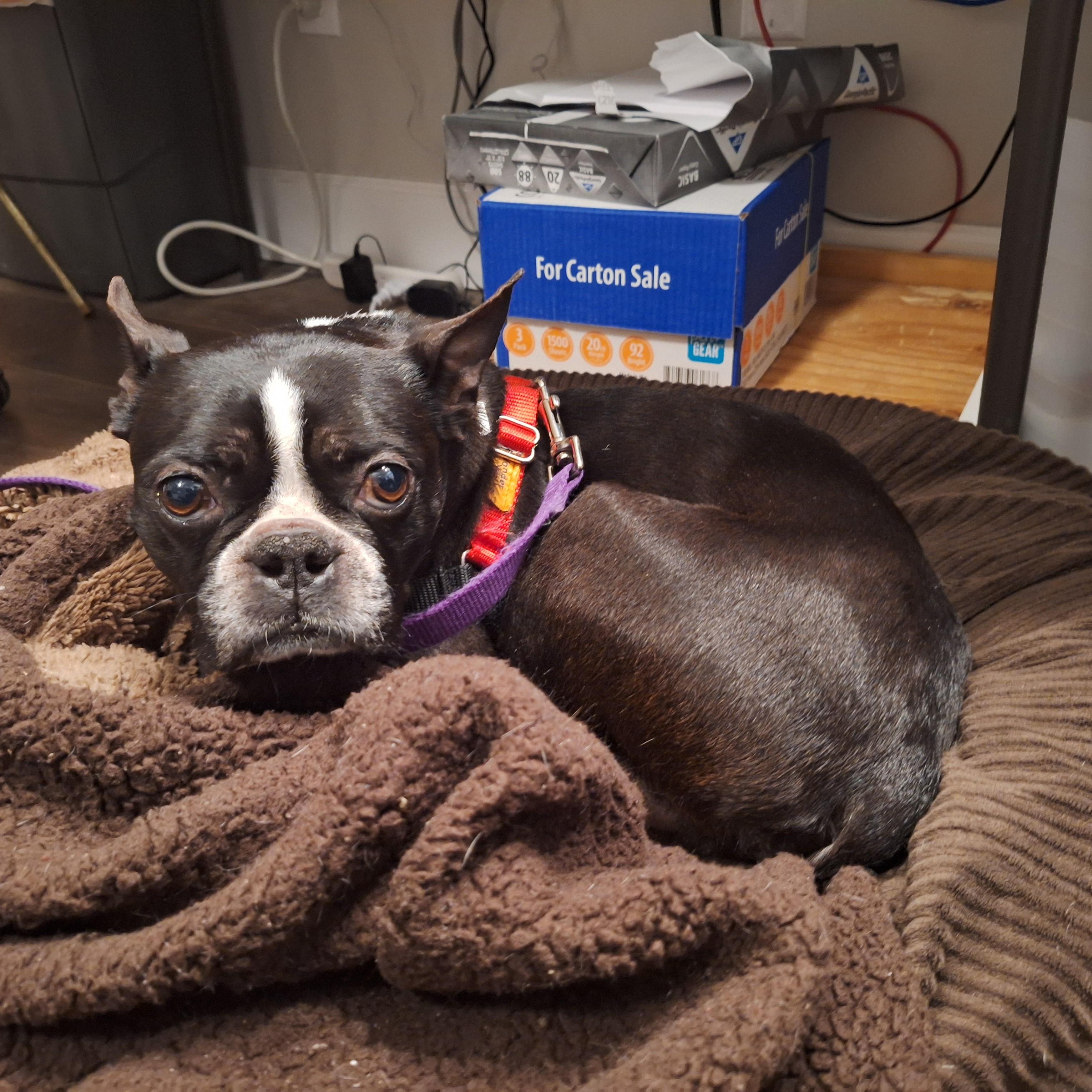 Enlarge Buddy, an adopted Boston Terrier in Pasco, WA image 1/3