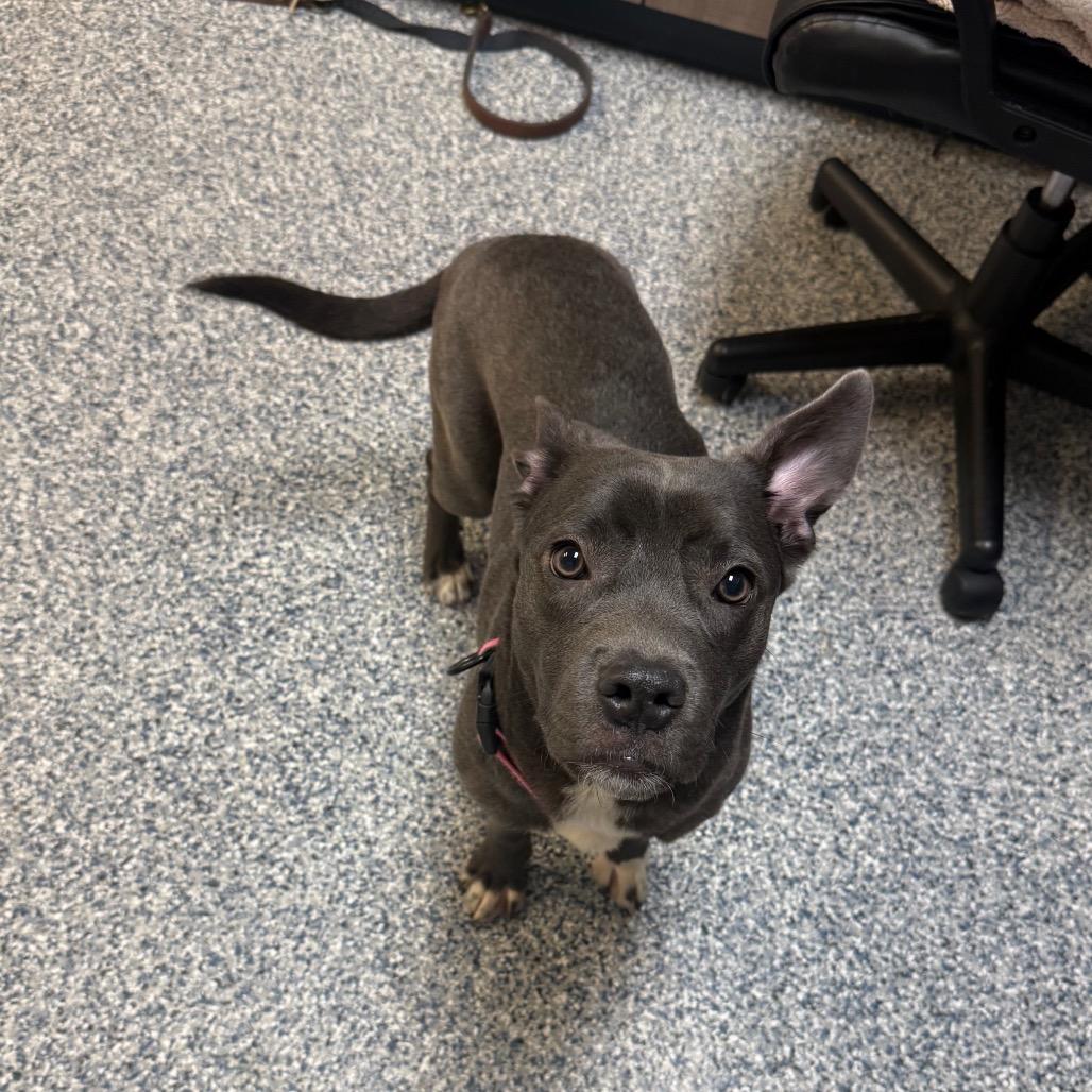 Joy, a Adoptable Pit Bull Terrier in Great Falls, MT image 1/2