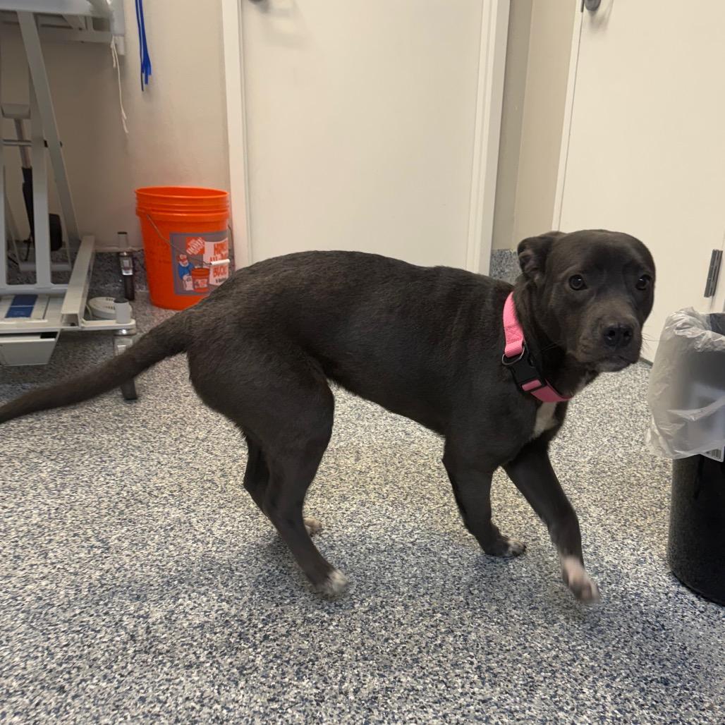 Joy, a Adoptable Pit Bull Terrier in Great Falls, MT image 2/2