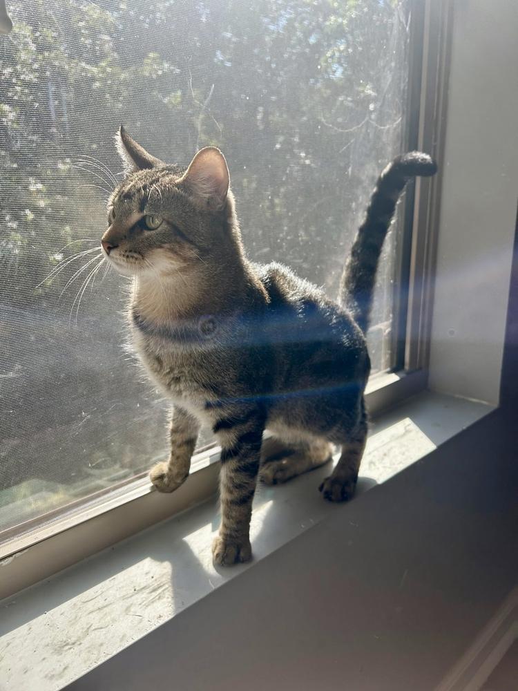 Mikey AM, Adoptable, Young Male Domestic Short Hair.