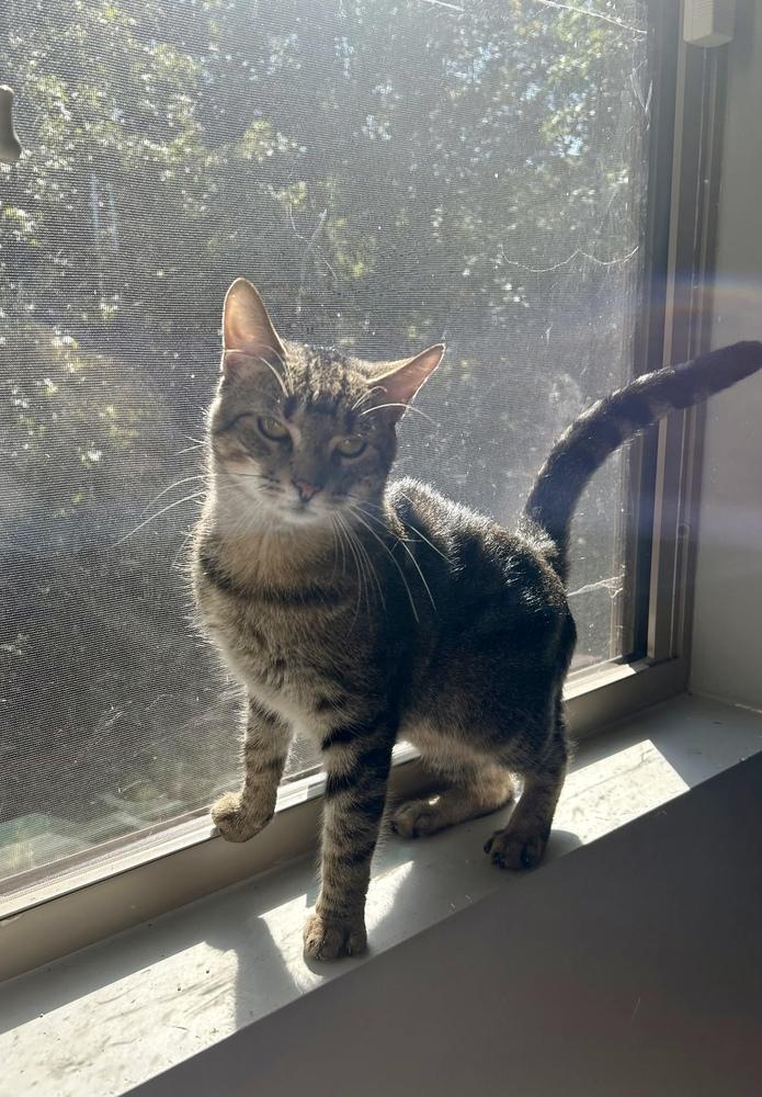 Enlarge Mikey AM, a Adoptable Domestic Short Hair in Greenville, SC image 2/4