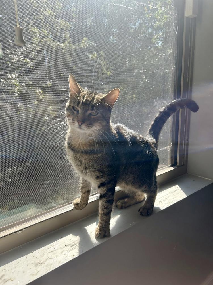 Enlarge Mikey AM, a Adoptable Domestic Short Hair in Greenville, SC image 3/4