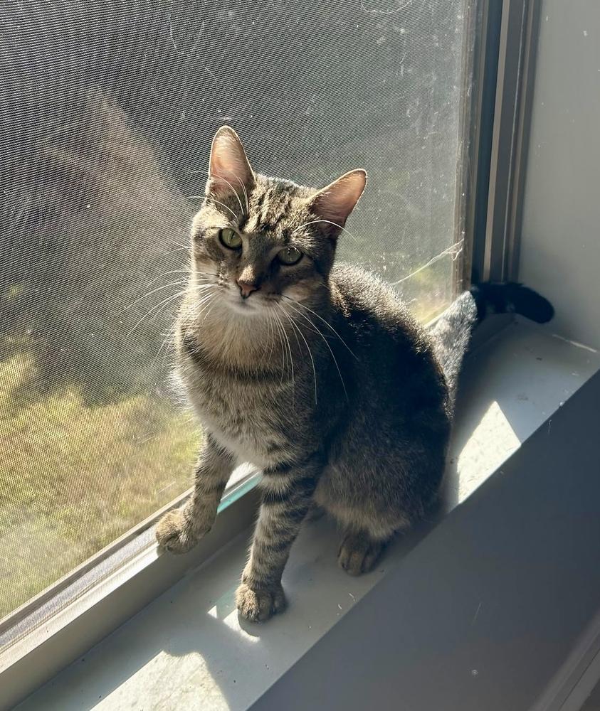 Enlarge Mikey AM, a Adoptable Domestic Short Hair in Greenville, SC image 4/4