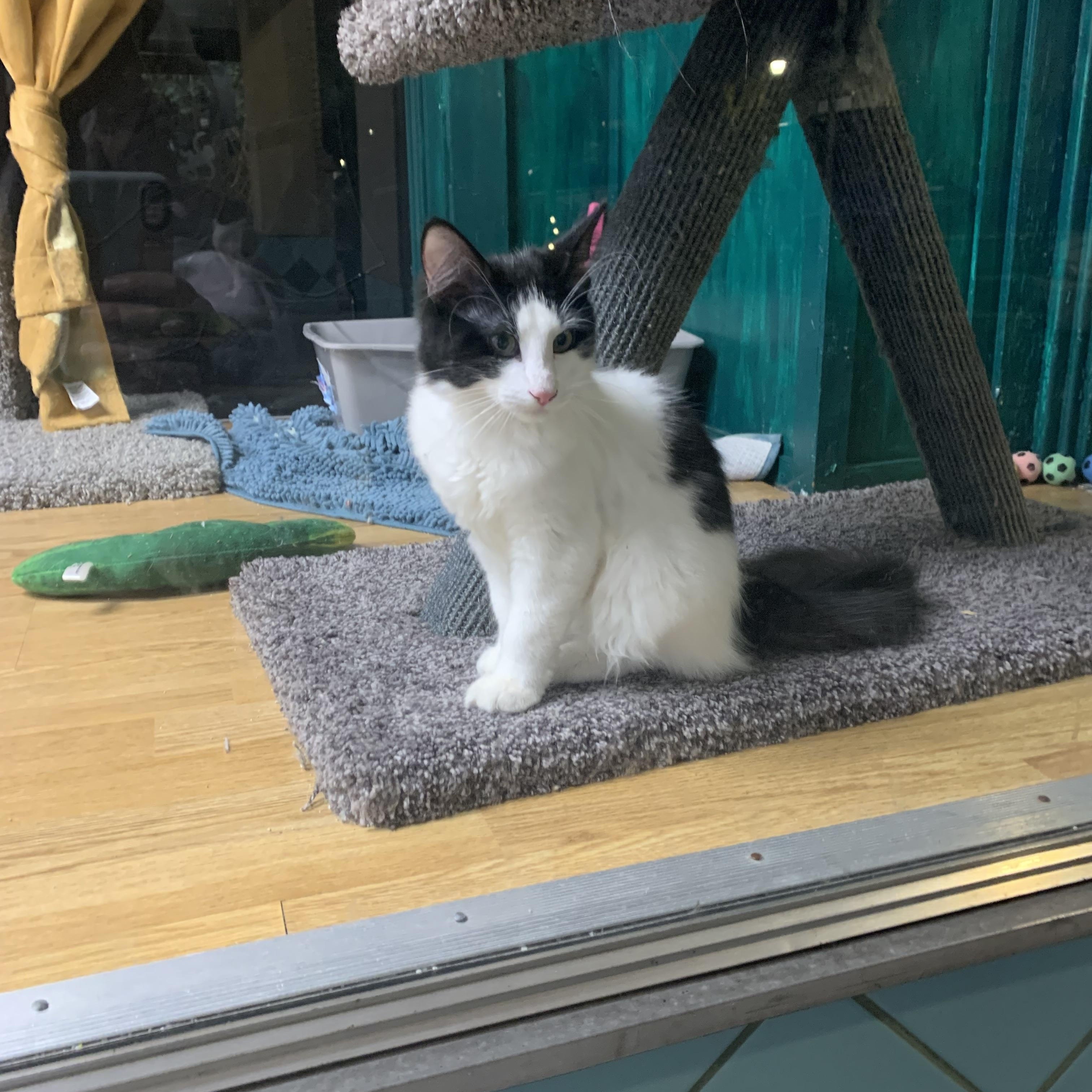 Jersey, Adopted, Kitten Male Domestic Long Hair.