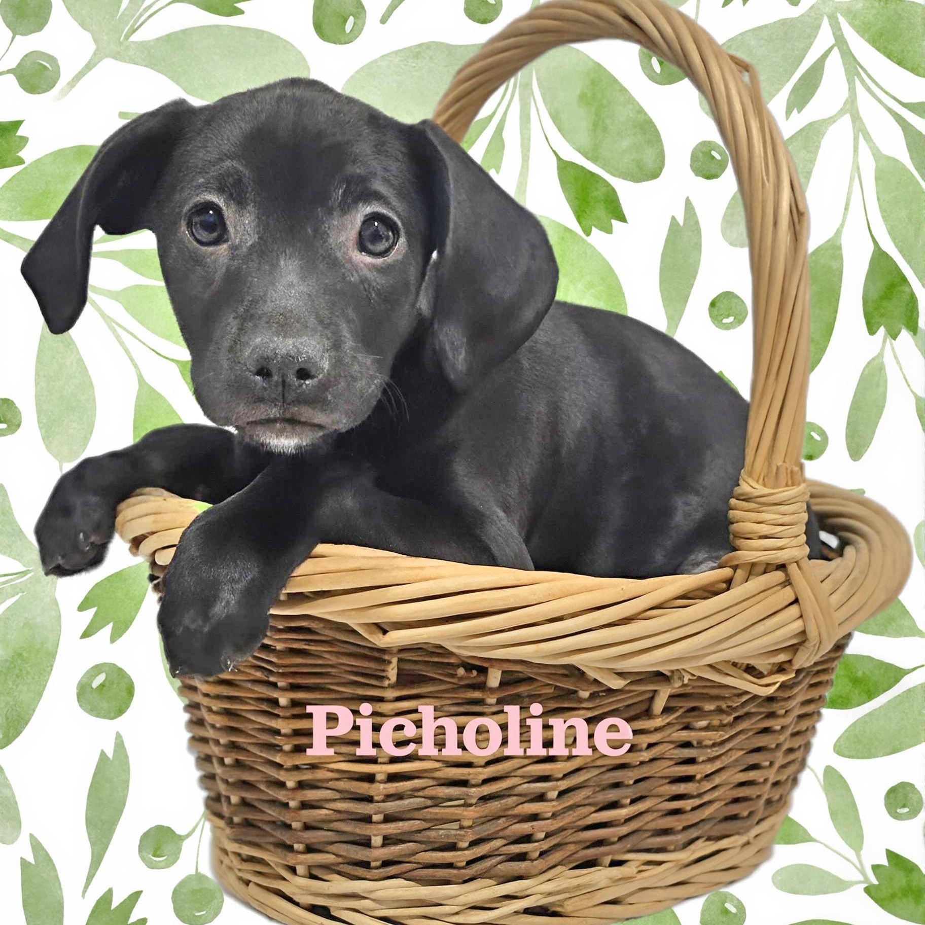 Enlarge Picholine , a ADOPTABLE mixed breed in Joliet, IL image 1/2