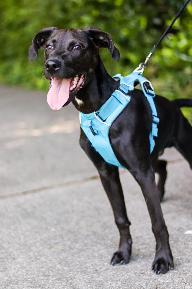 Addie, Adopted, Adult Male Labrador Retriever.