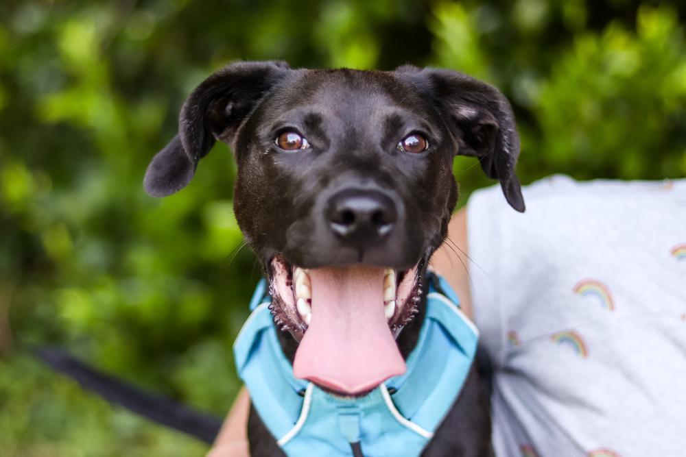Addie, a Adopted mixed breed in Wake Forest, NC image 4/6