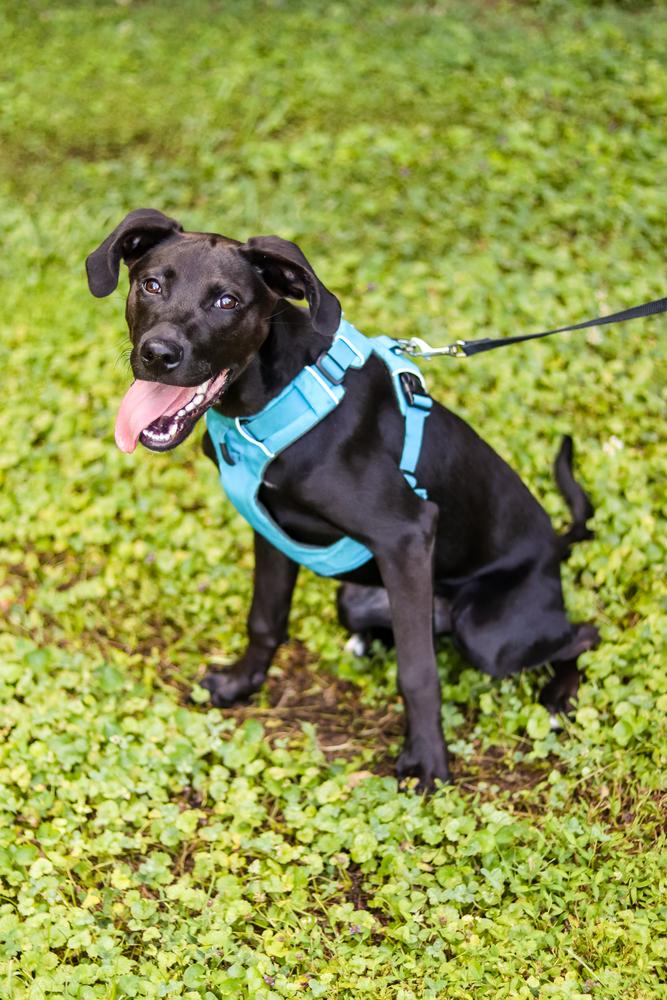 Addie, a Adopted mixed breed in Wake Forest, NC image 6/6