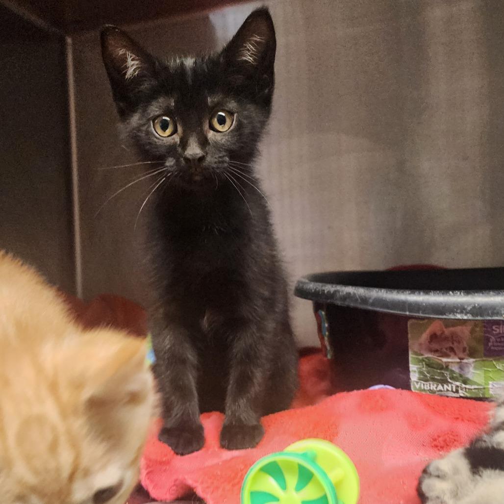 Cora, a Adoptable Domestic Short Hair in Evensville, TN image 5/5
