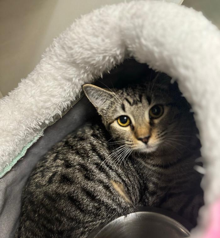 Gold, Young Female Domestic Short Hair