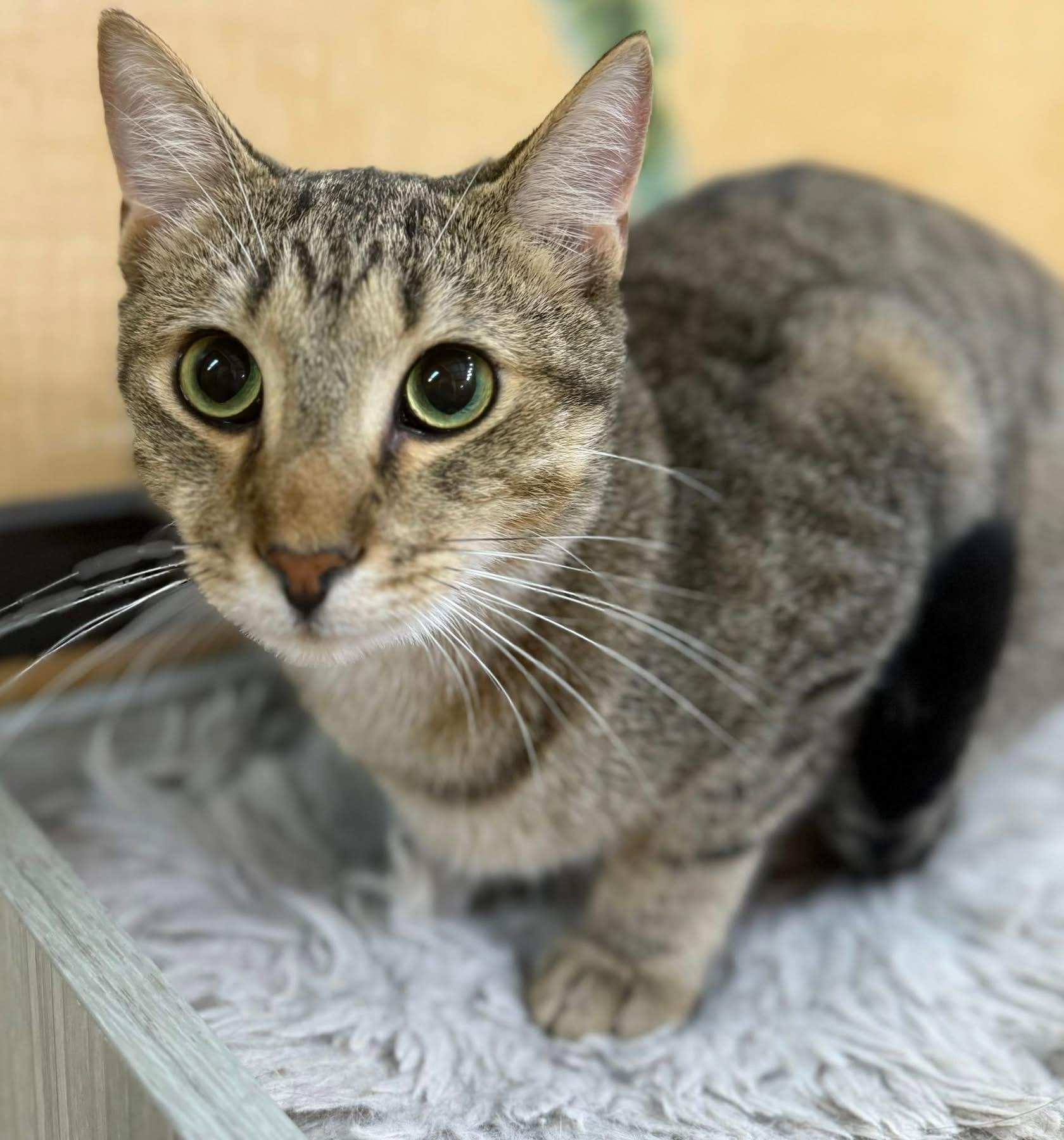 Walden, Adoptable, Young Male Tabby.