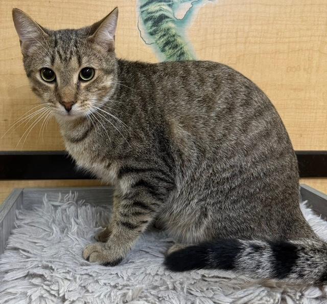 Enlarge Walden, a Adoptable Tabby in Jackson, GA image 2/4