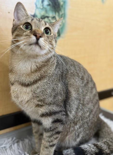 Enlarge Walden, a Adoptable Tabby in Jackson, GA image 3/4