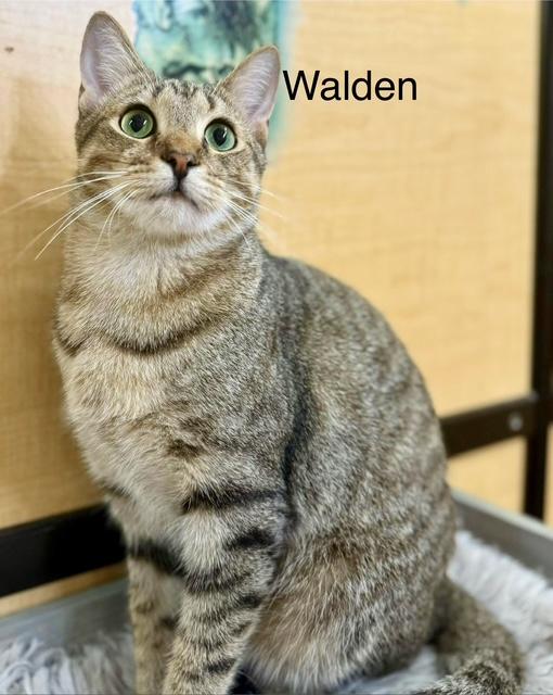 Enlarge Walden, a Adoptable Tabby in Jackson, GA image 4/4
