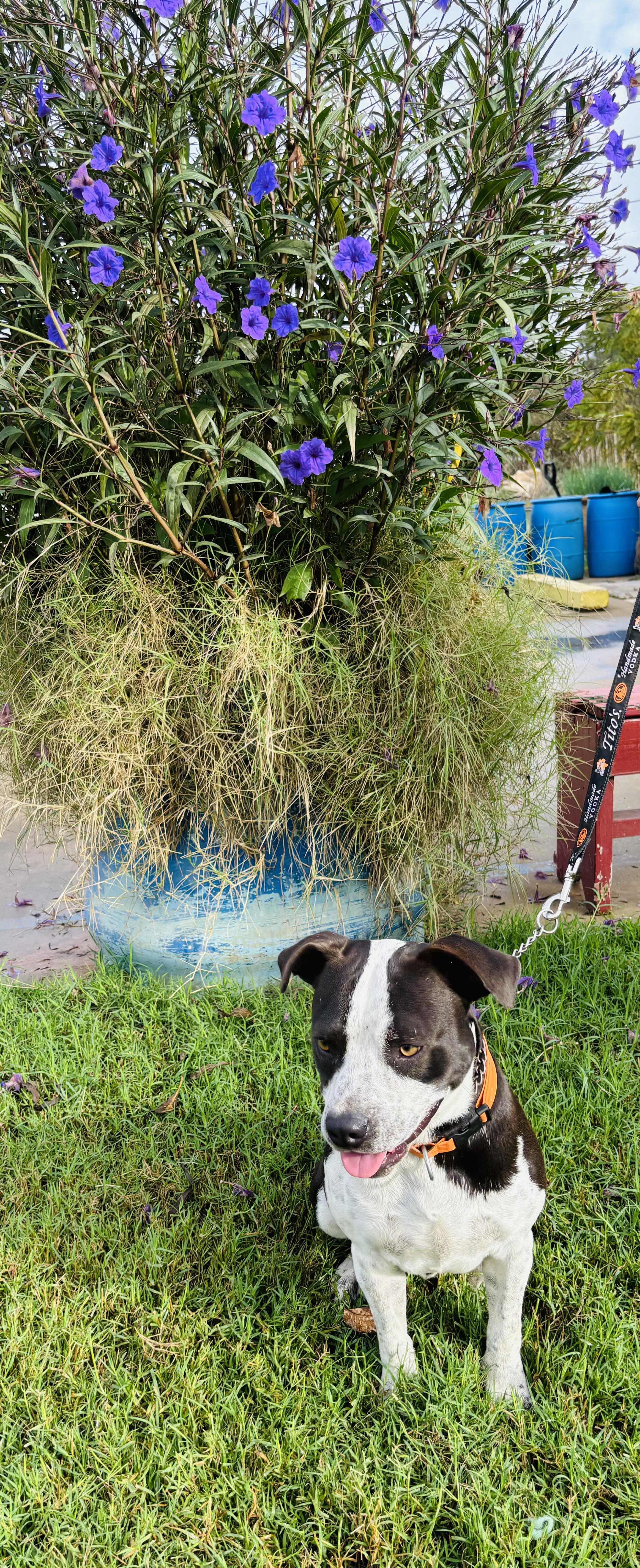 Loki photo 1