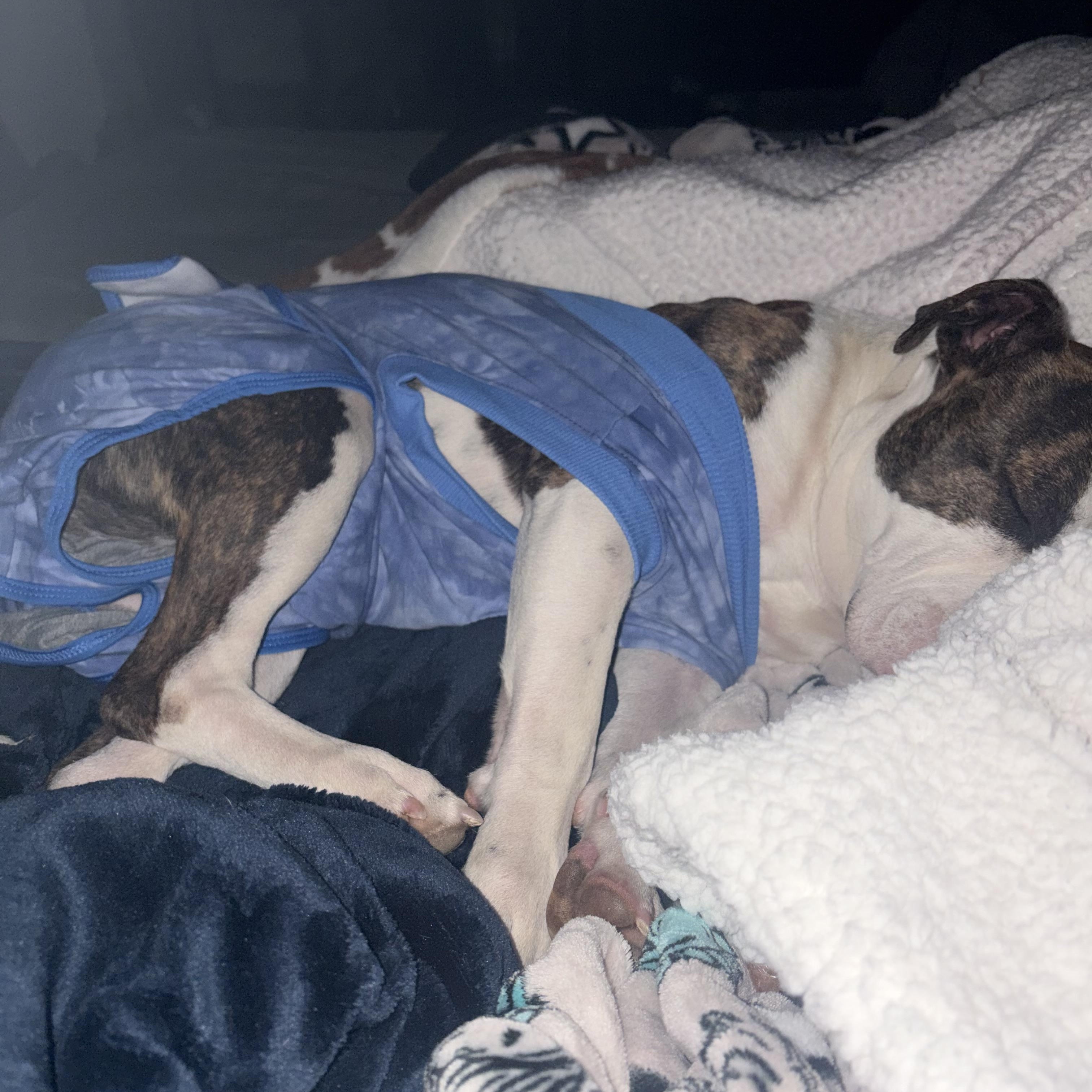 Enlarge Leroy, a ADOPTABLE mixed breed in Choctaw, OK image 4/6