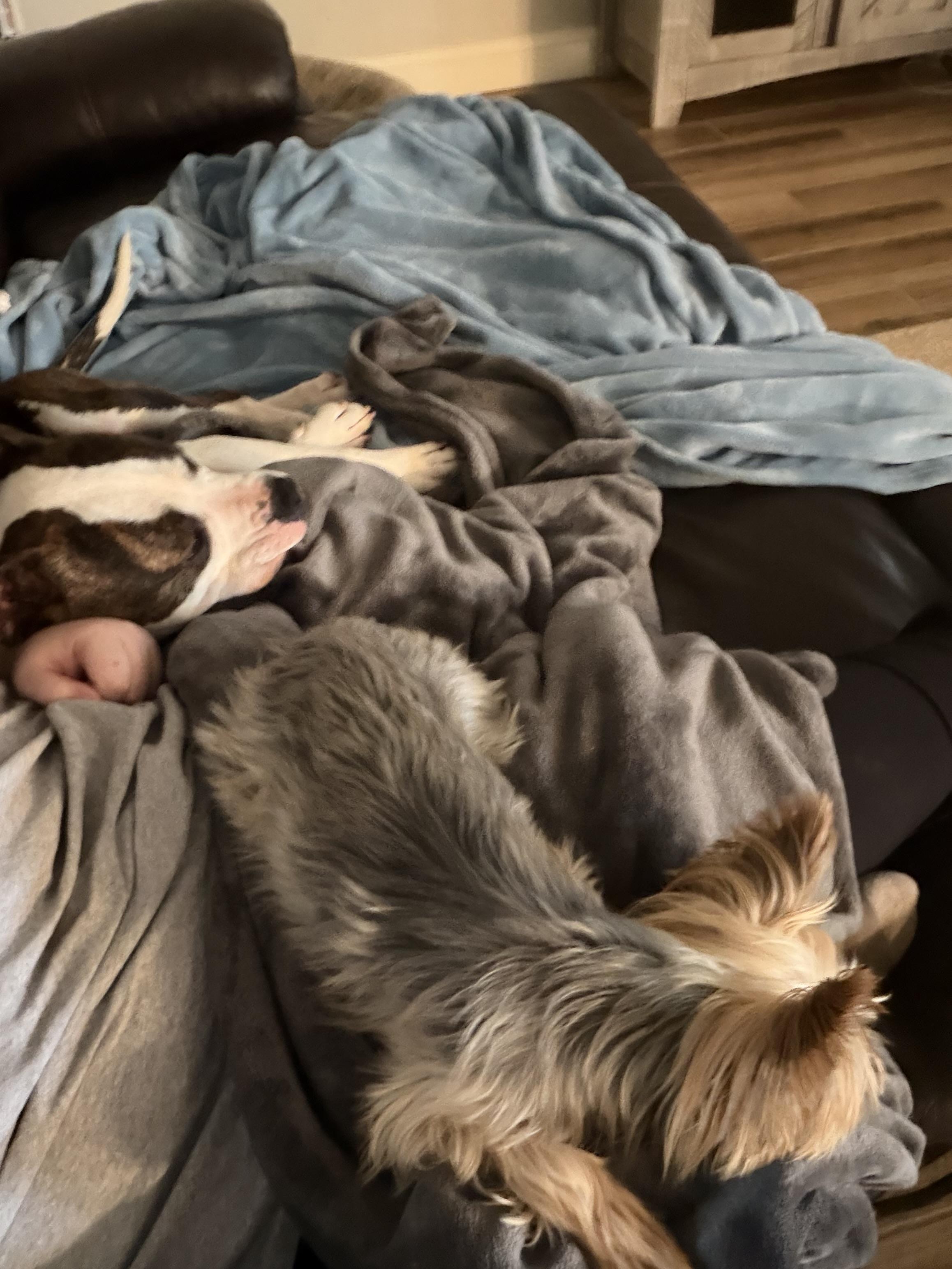 Enlarge Leroy, a ADOPTABLE mixed breed in Choctaw, OK image 5/6