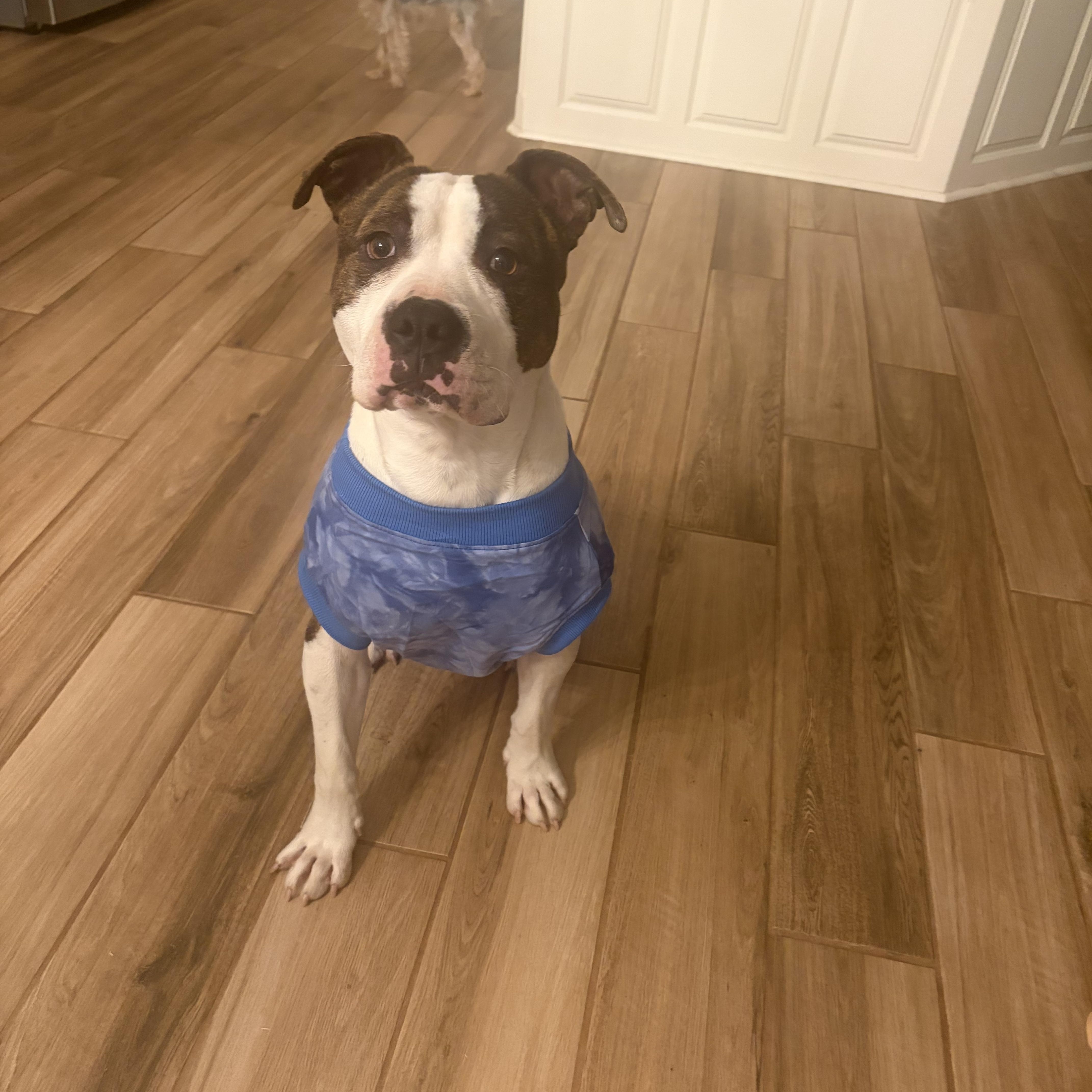 Leroy, ADOPTABLE, Young Male American Staffordshire Terrier & Mixed Breed.