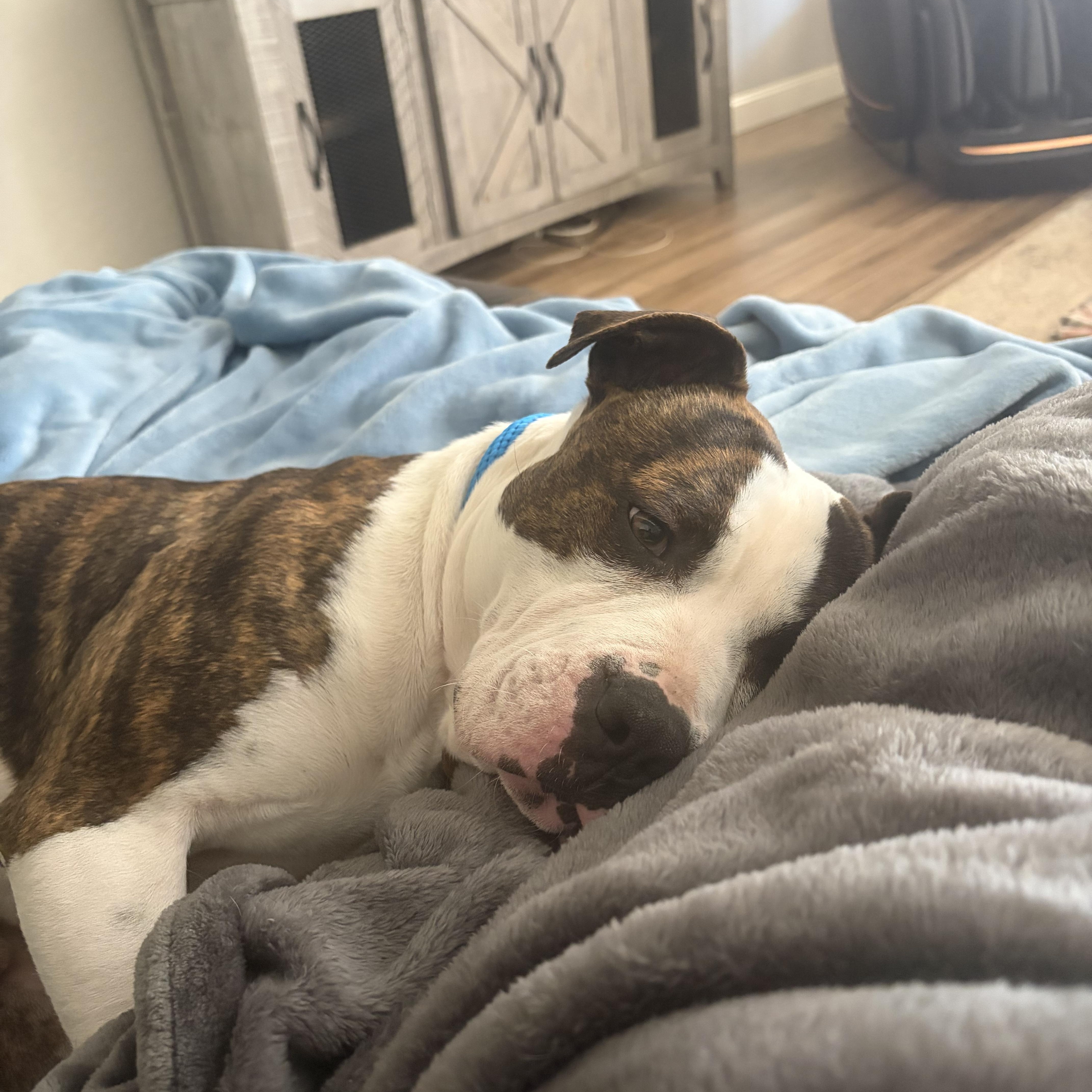 Enlarge Leroy, a ADOPTABLE mixed breed in Choctaw, OK image 2/6