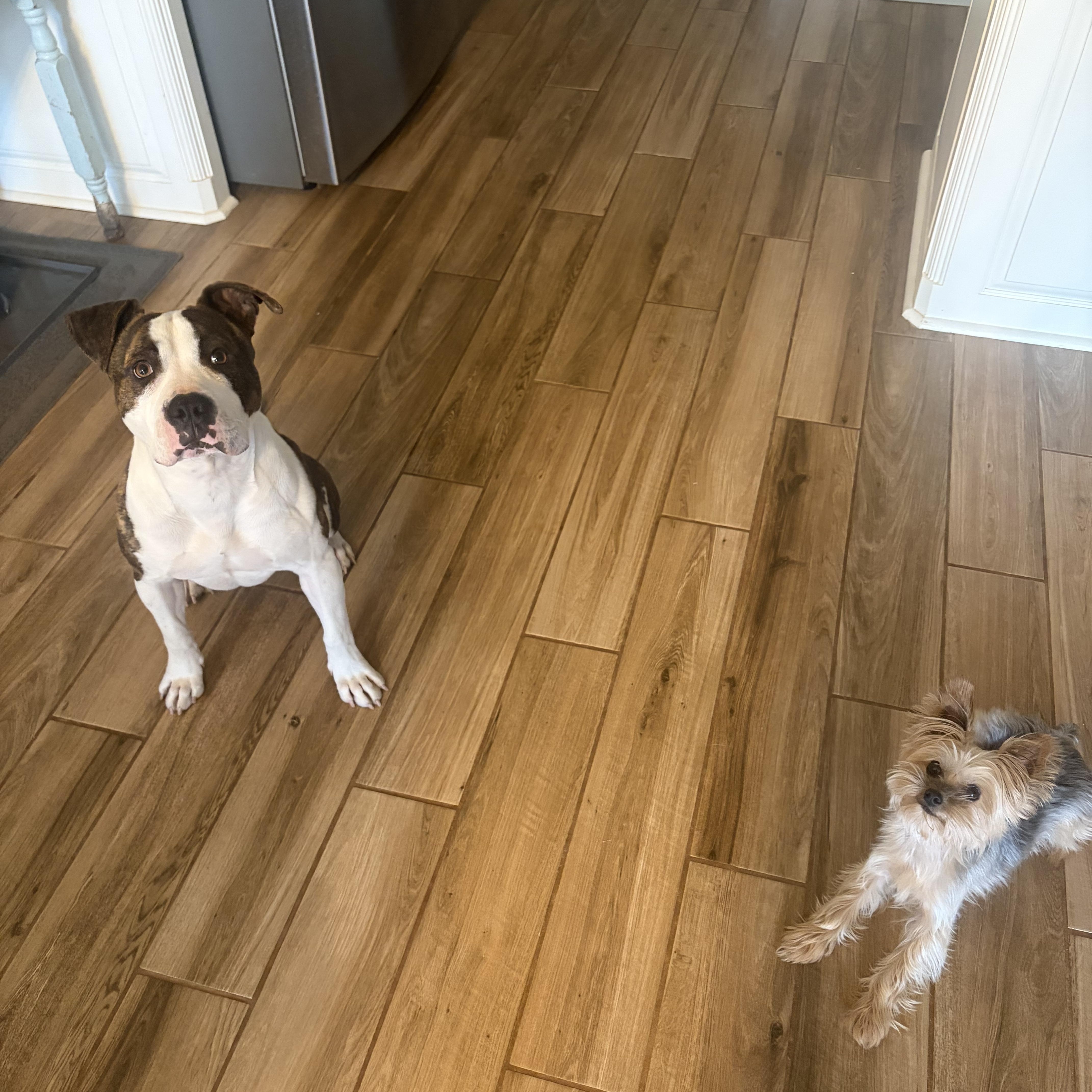 Enlarge Leroy, a ADOPTABLE mixed breed in Choctaw, OK image 6/6