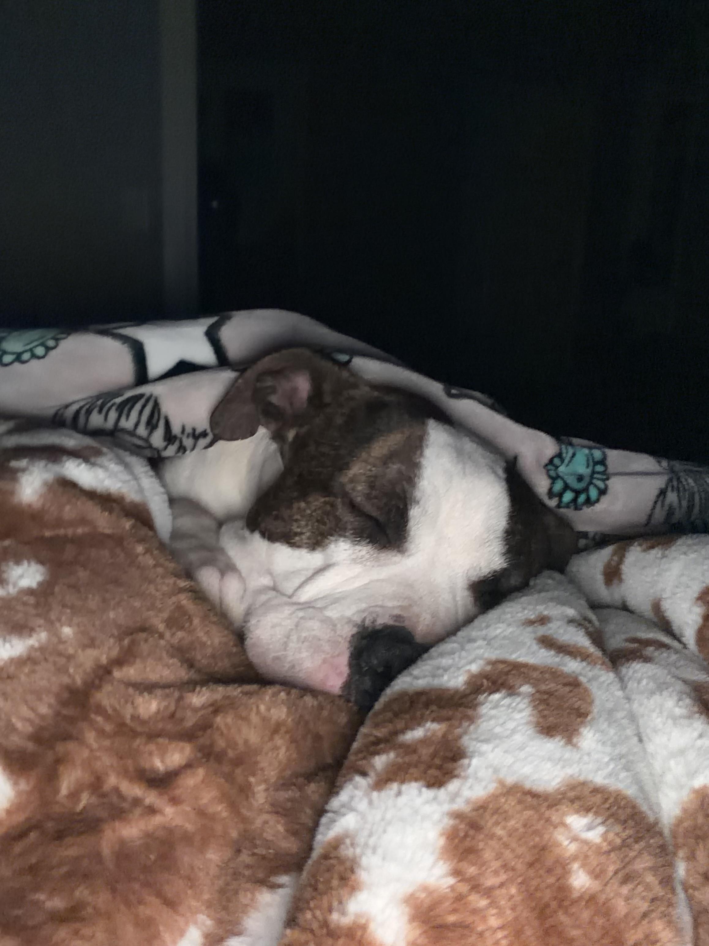 Enlarge Leroy, a ADOPTABLE mixed breed in Choctaw, OK image 3/6