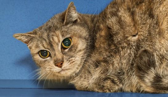 Enlarge ALIMONY, a Adoptable mixed breed in Cookeville, TN image 1/1